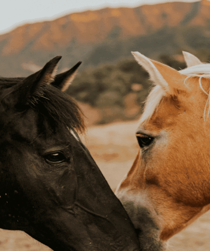 two horses nuzzling