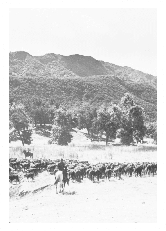 stamp design of cattle being herd by cowboys on horses