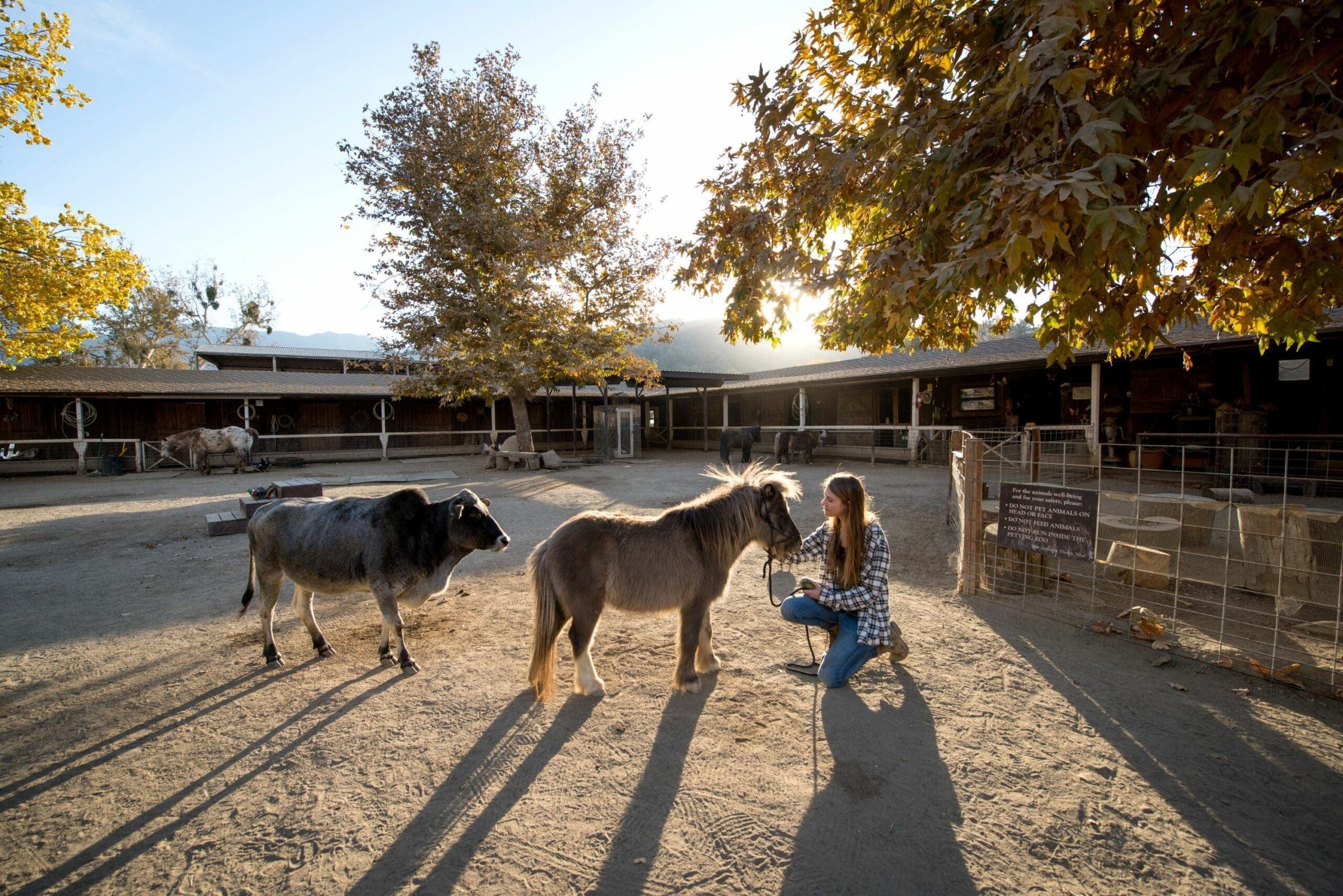 person petting a donkey in the petting zoo