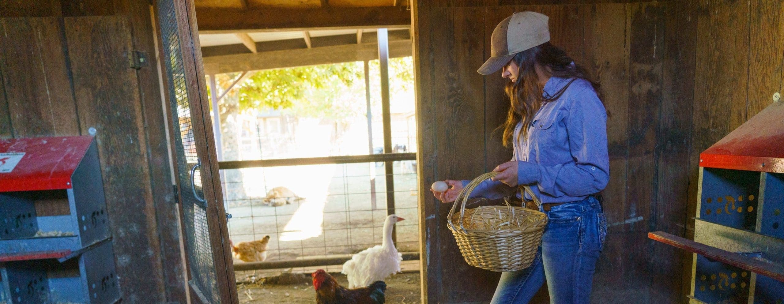 person holding and egg and basket in a coop
