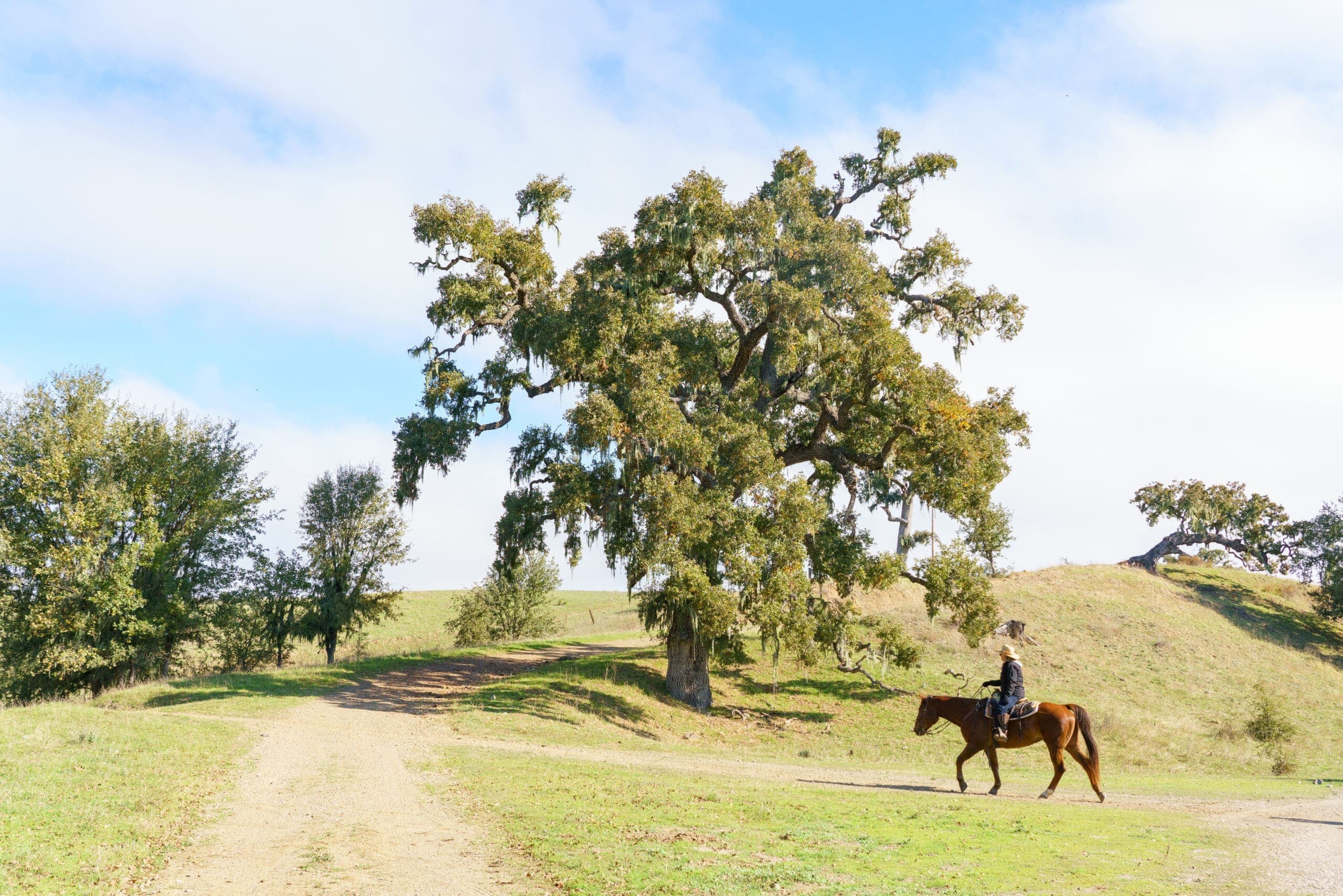 person riding horse on dirt road