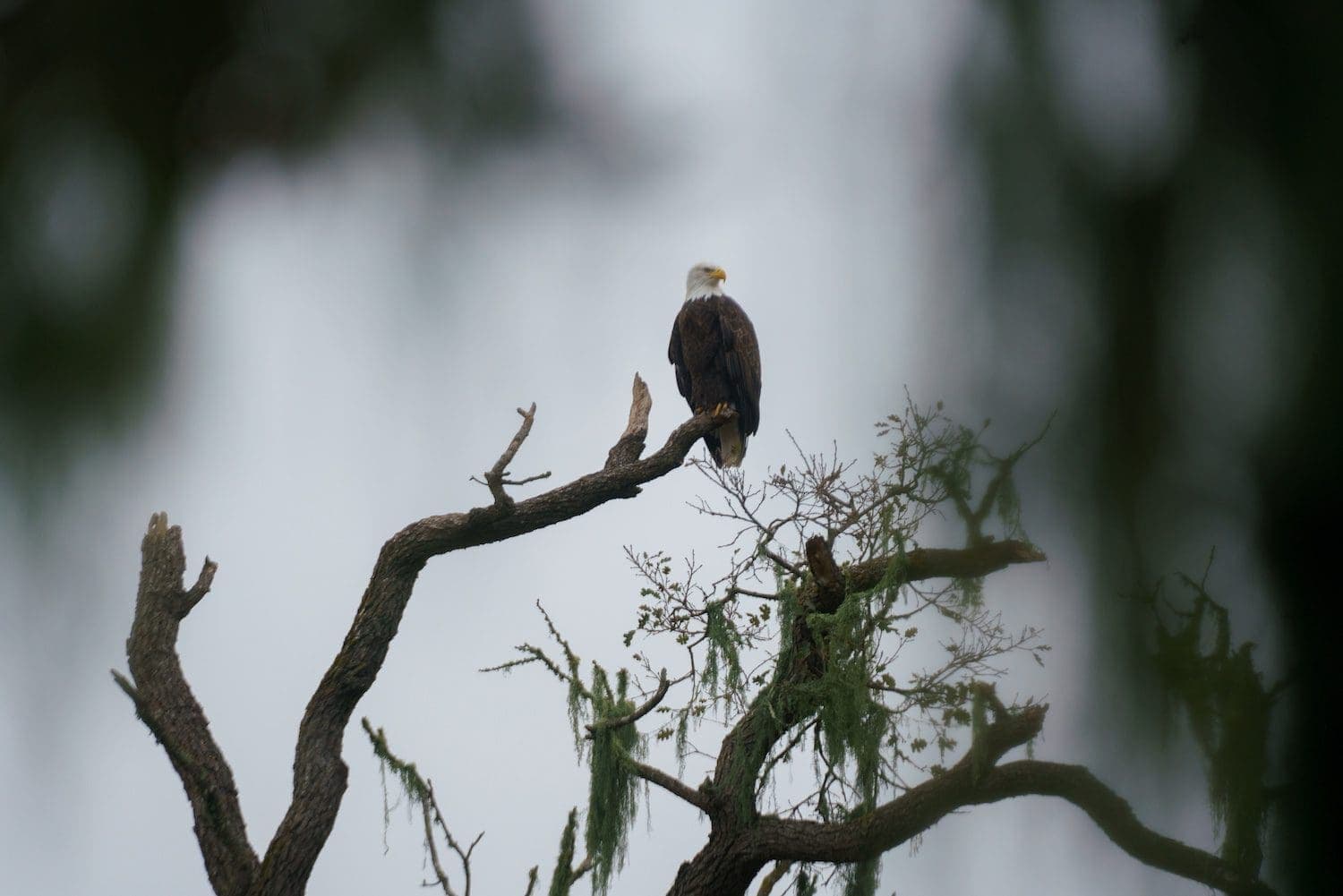 eagle resting on a branch