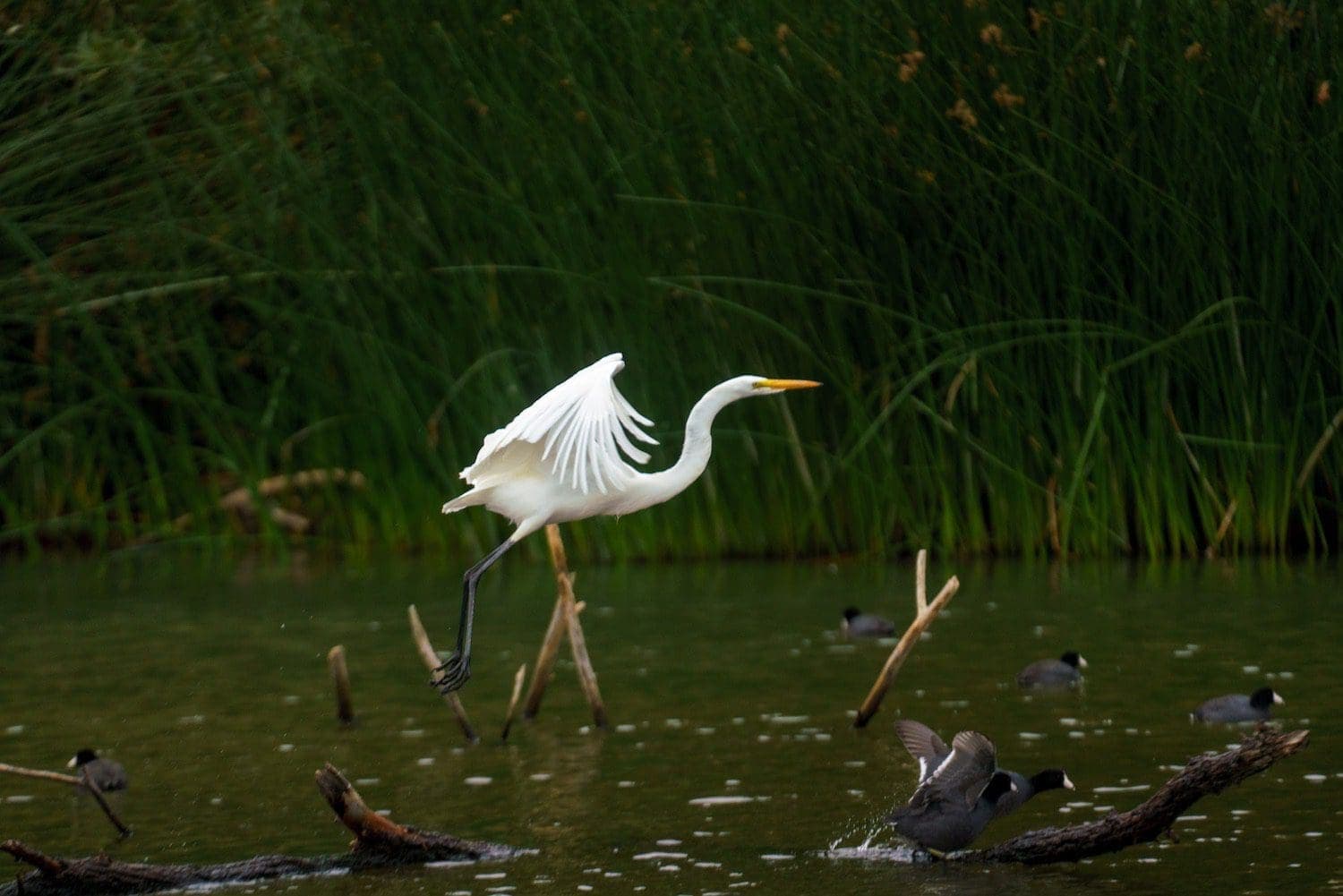 heron flying over the water