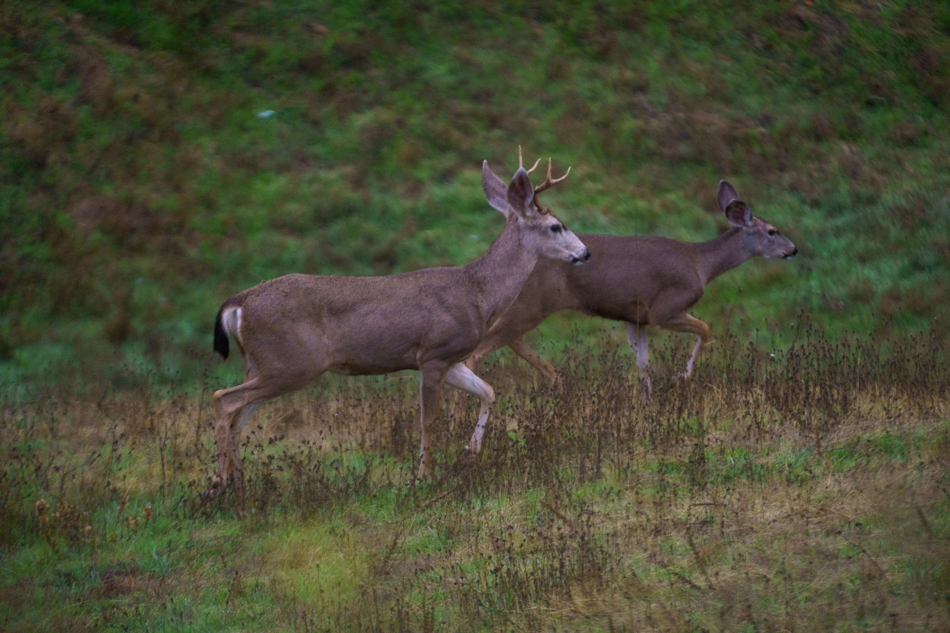 deer running in the field