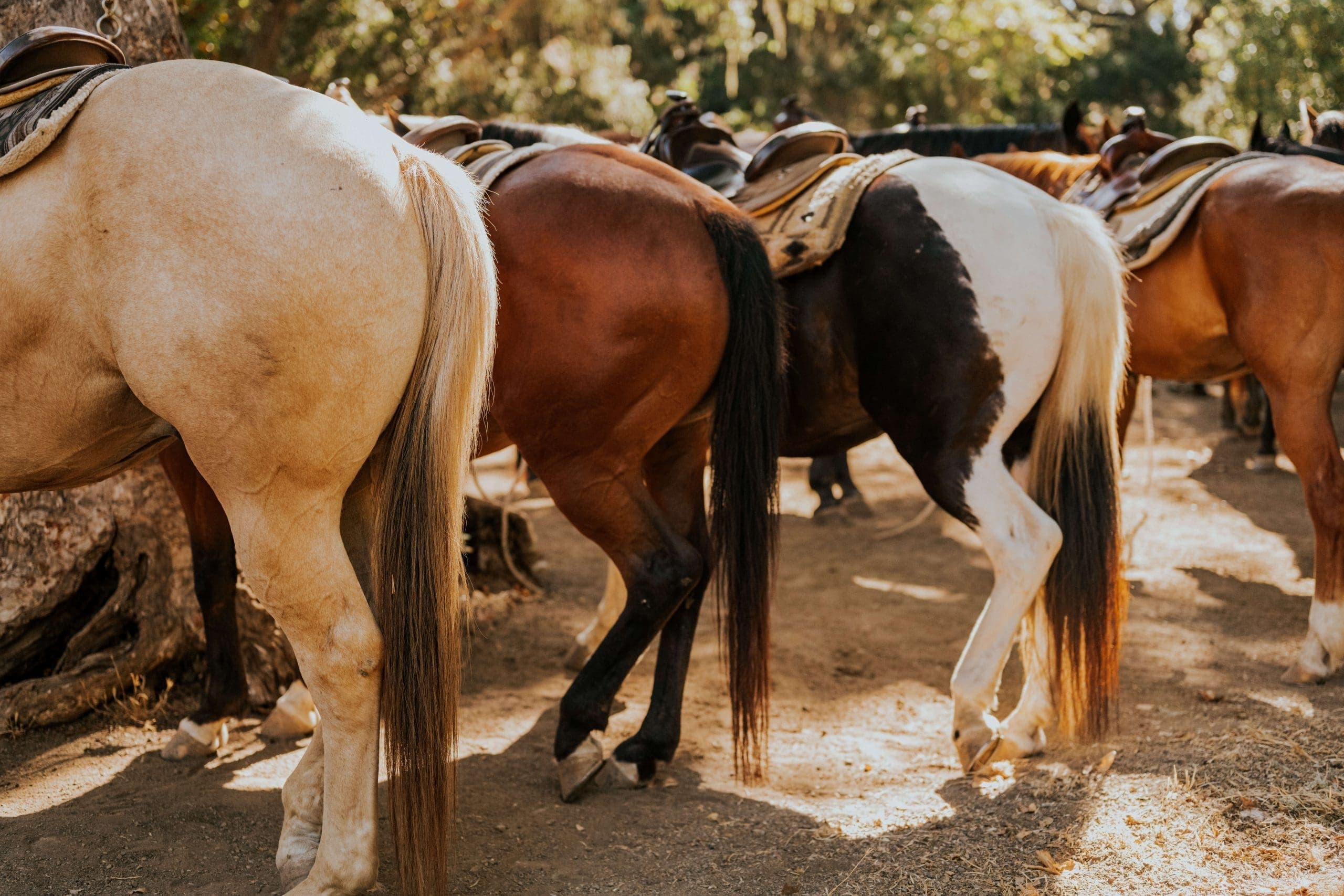 row of horses standing
