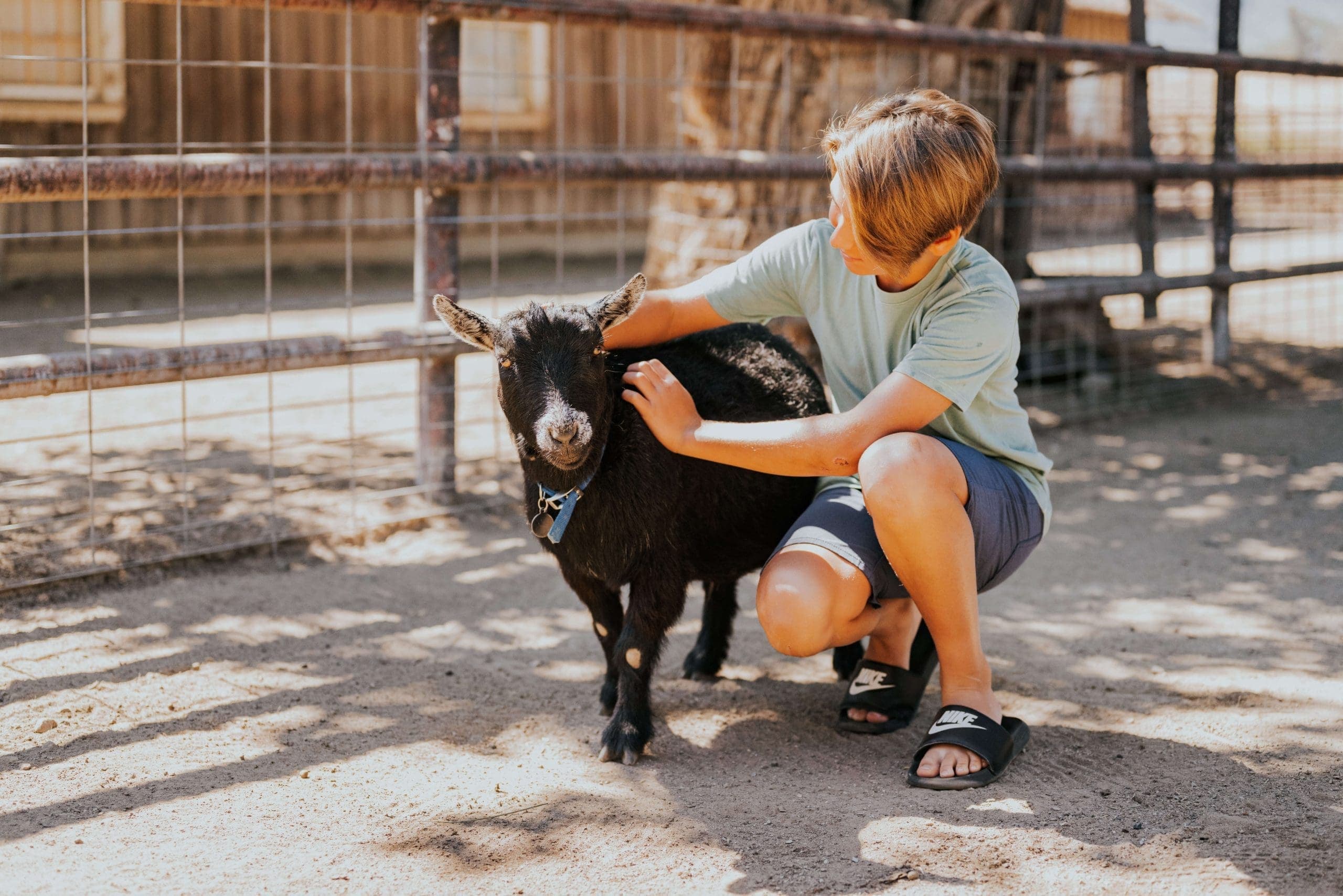 kid petting a goat
