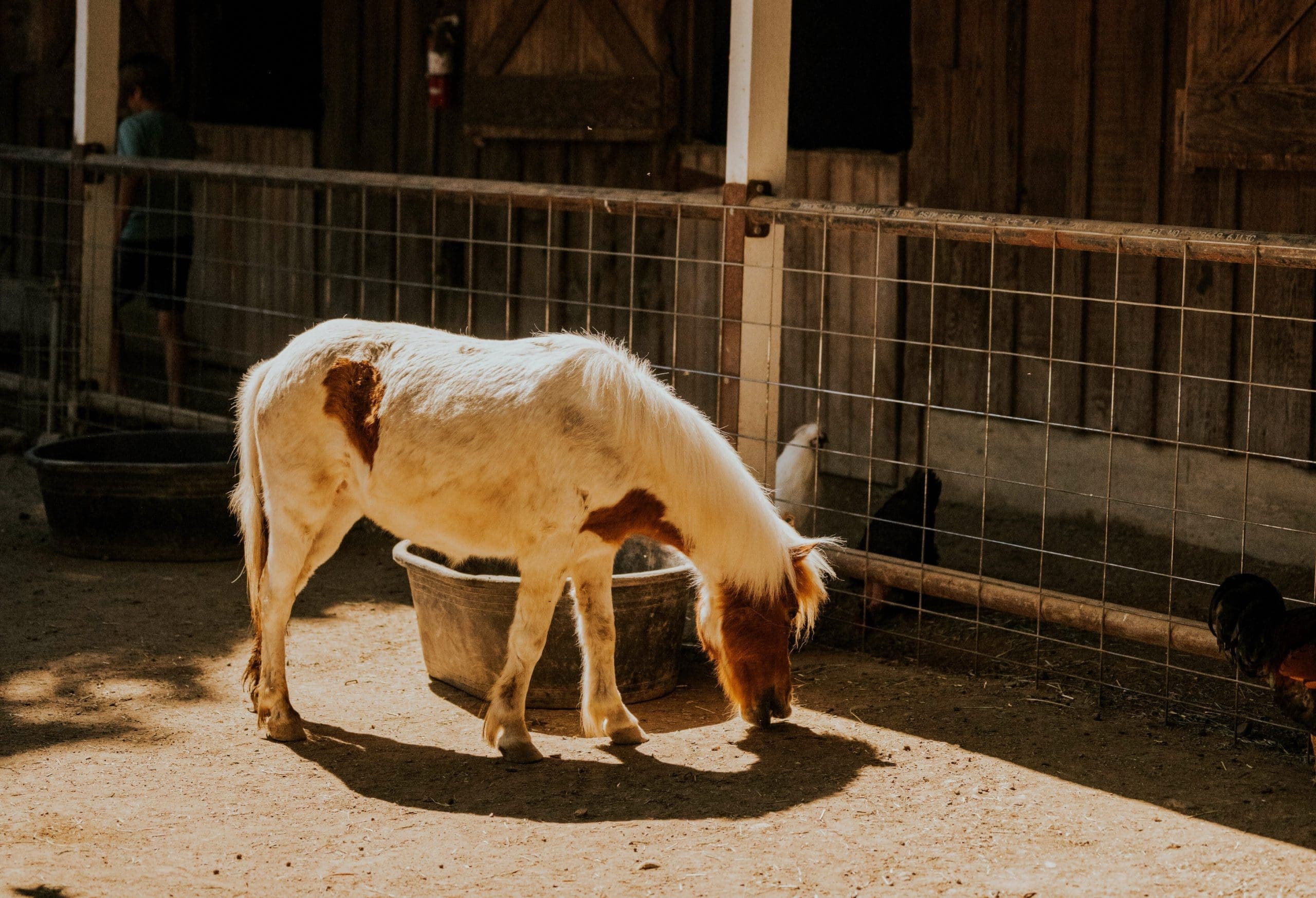 donkey sniffing the ground at the petting zoo