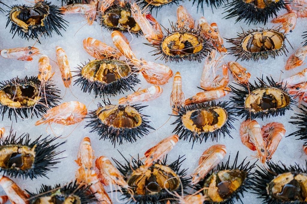 sea urchin and shrimp on ice