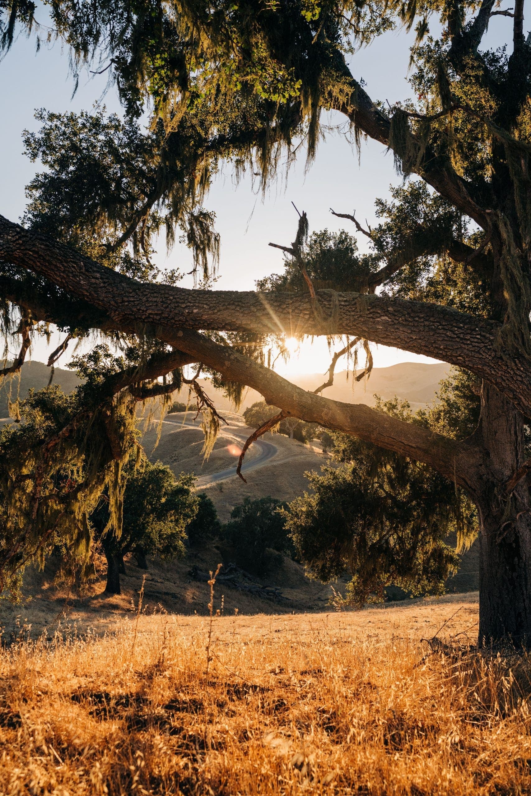 hiking view by a tree