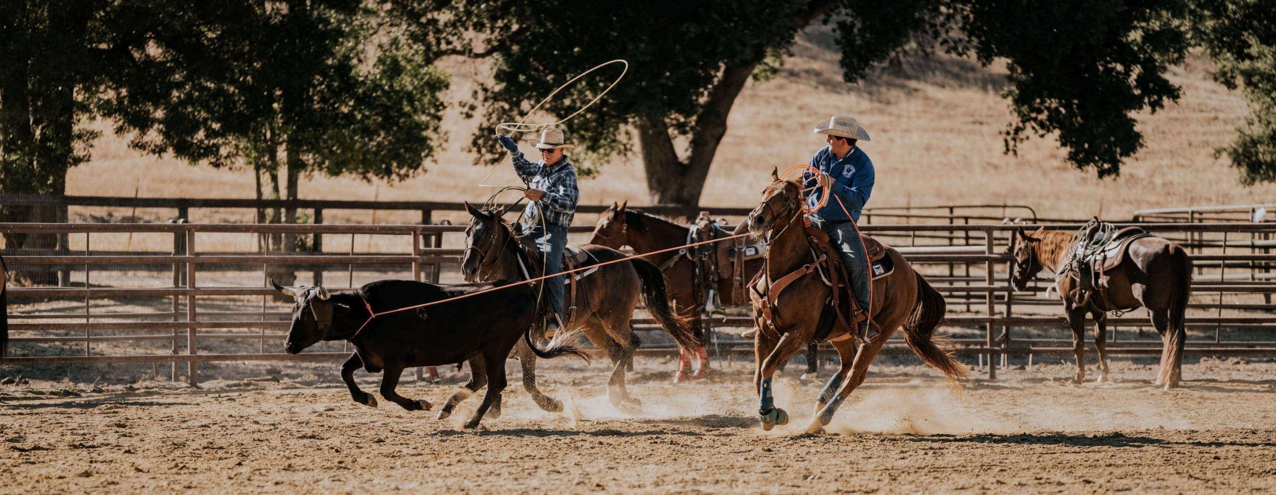 cowboys trying to rope a steer