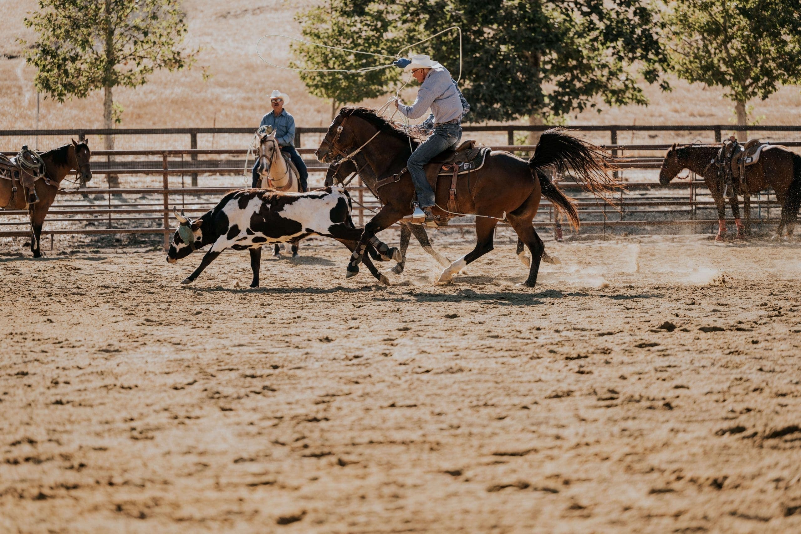 cowboys trying to rope a steer