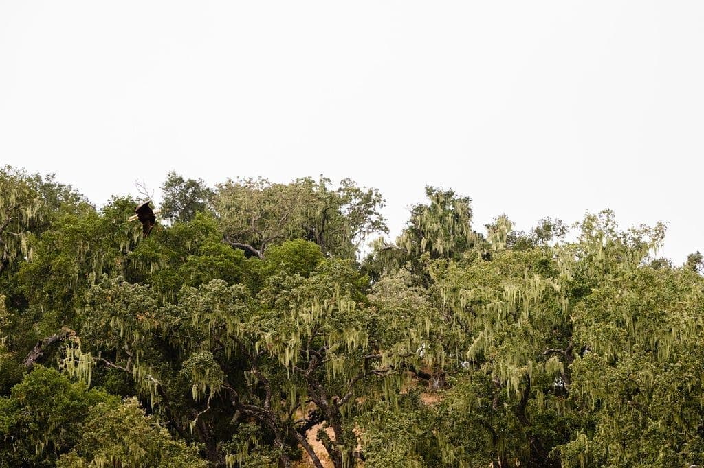 eagle flying along the trees