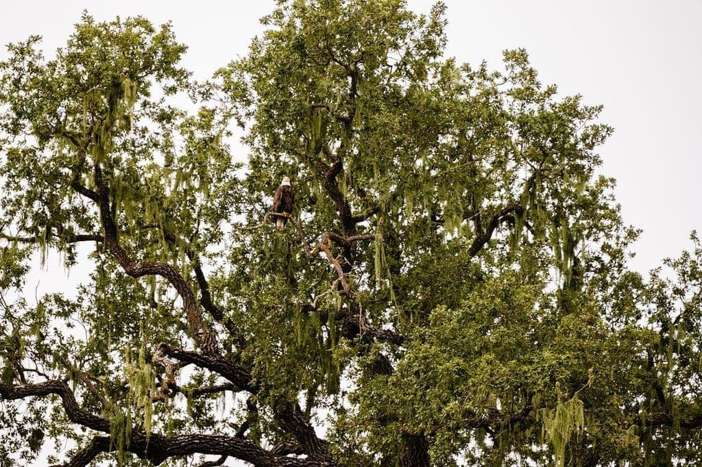 eagle in a tree