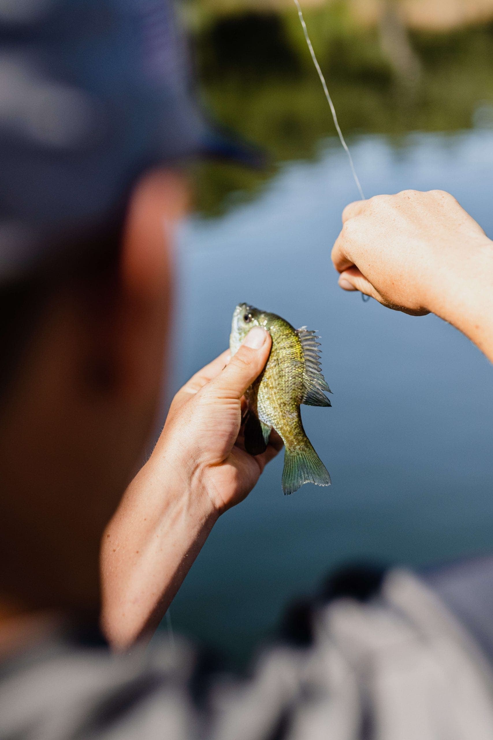 person finishing unhooking a small fish from a line