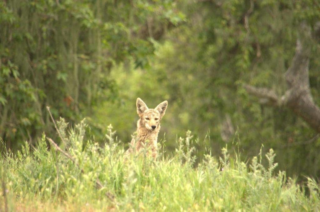 fox hidden in grass