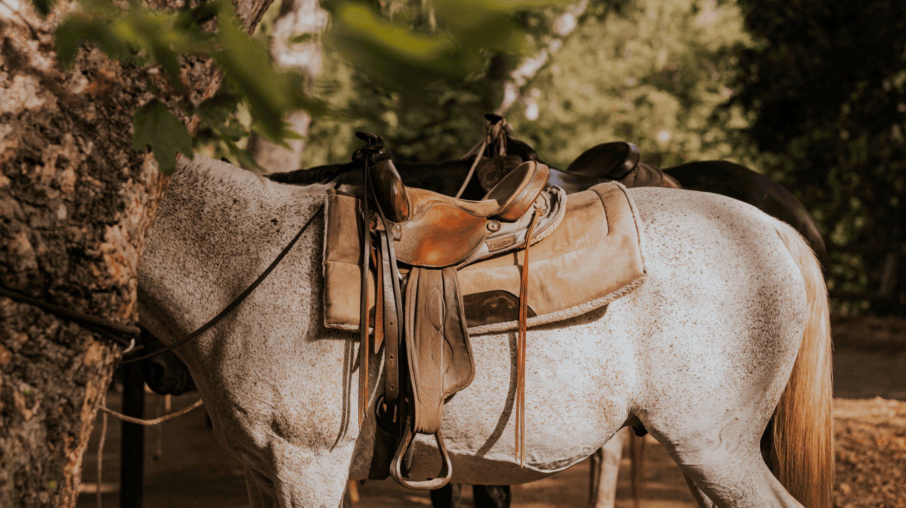 view of horses beside each other