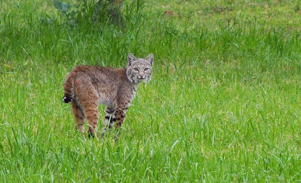 bob cat standing on grass looking at the camera