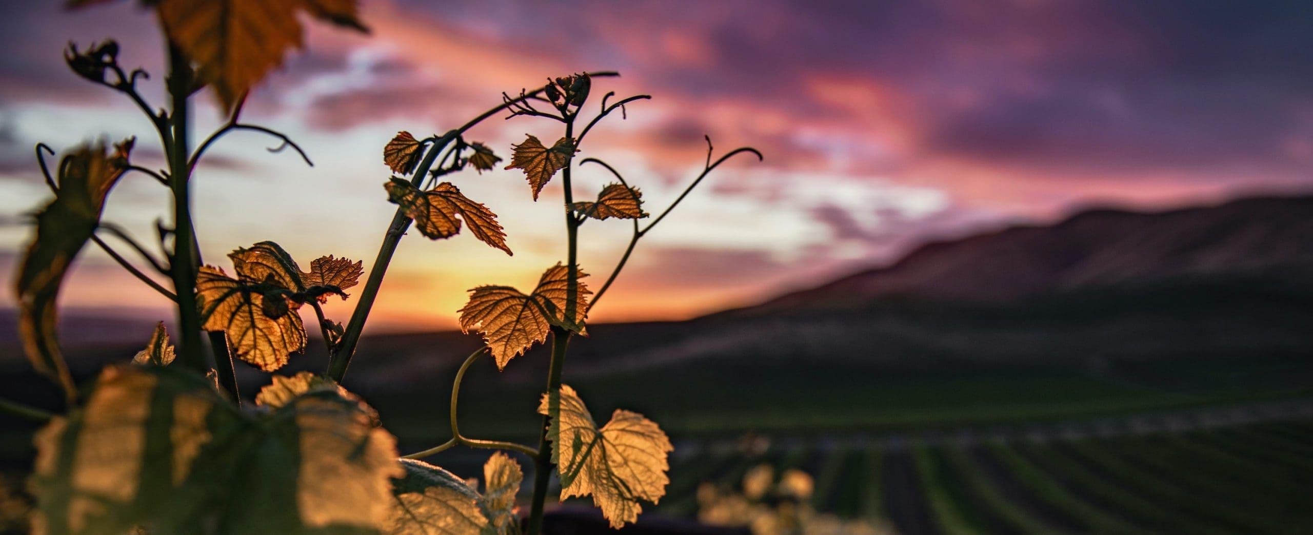 close view of leaves with the sun set