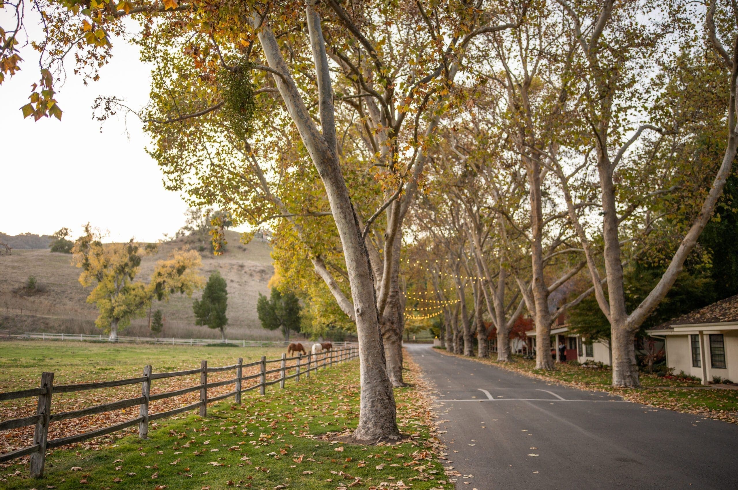 cement pathway between fenced horses and building