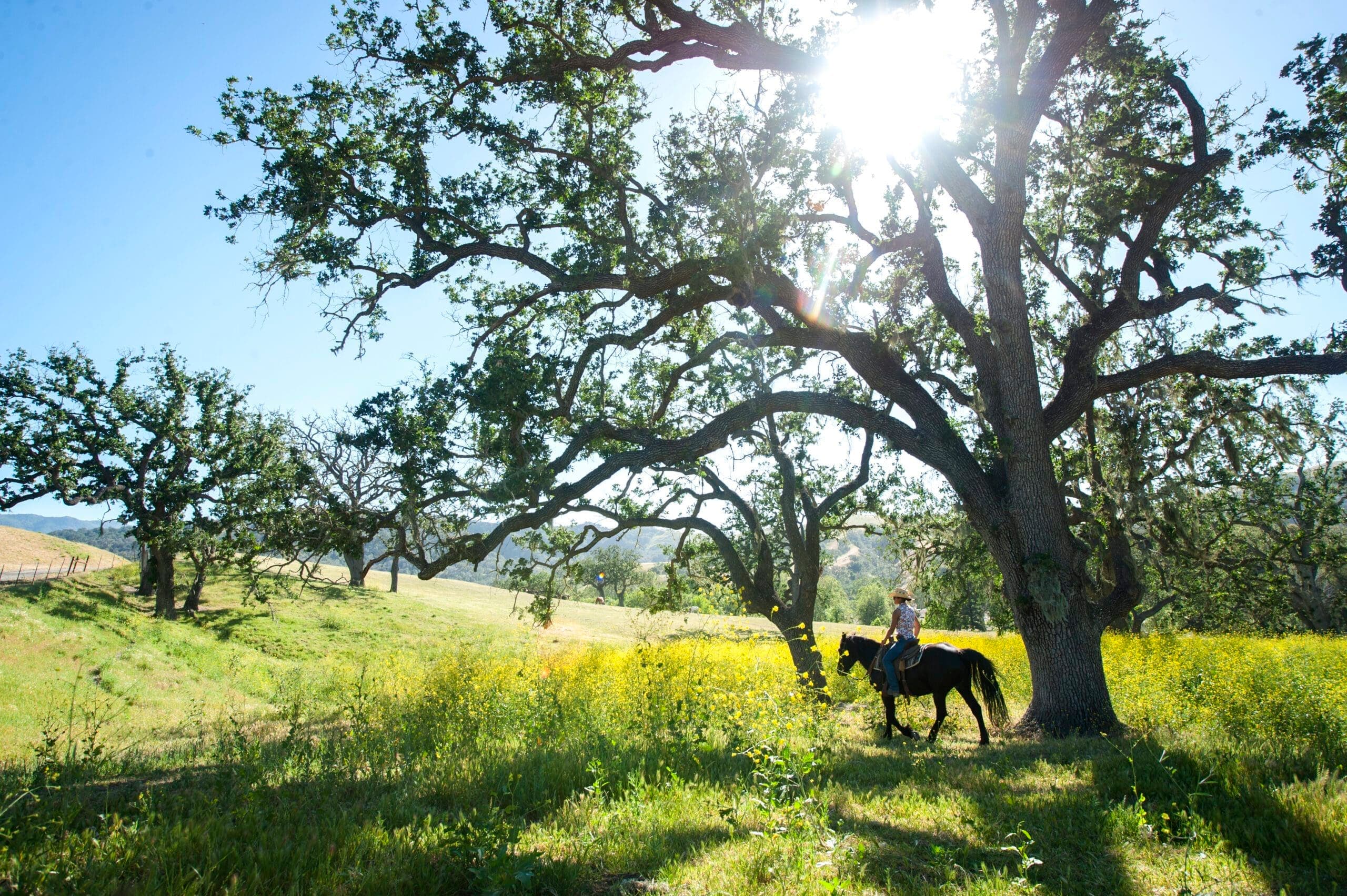 person riding horse under tree with sun peaking through branches