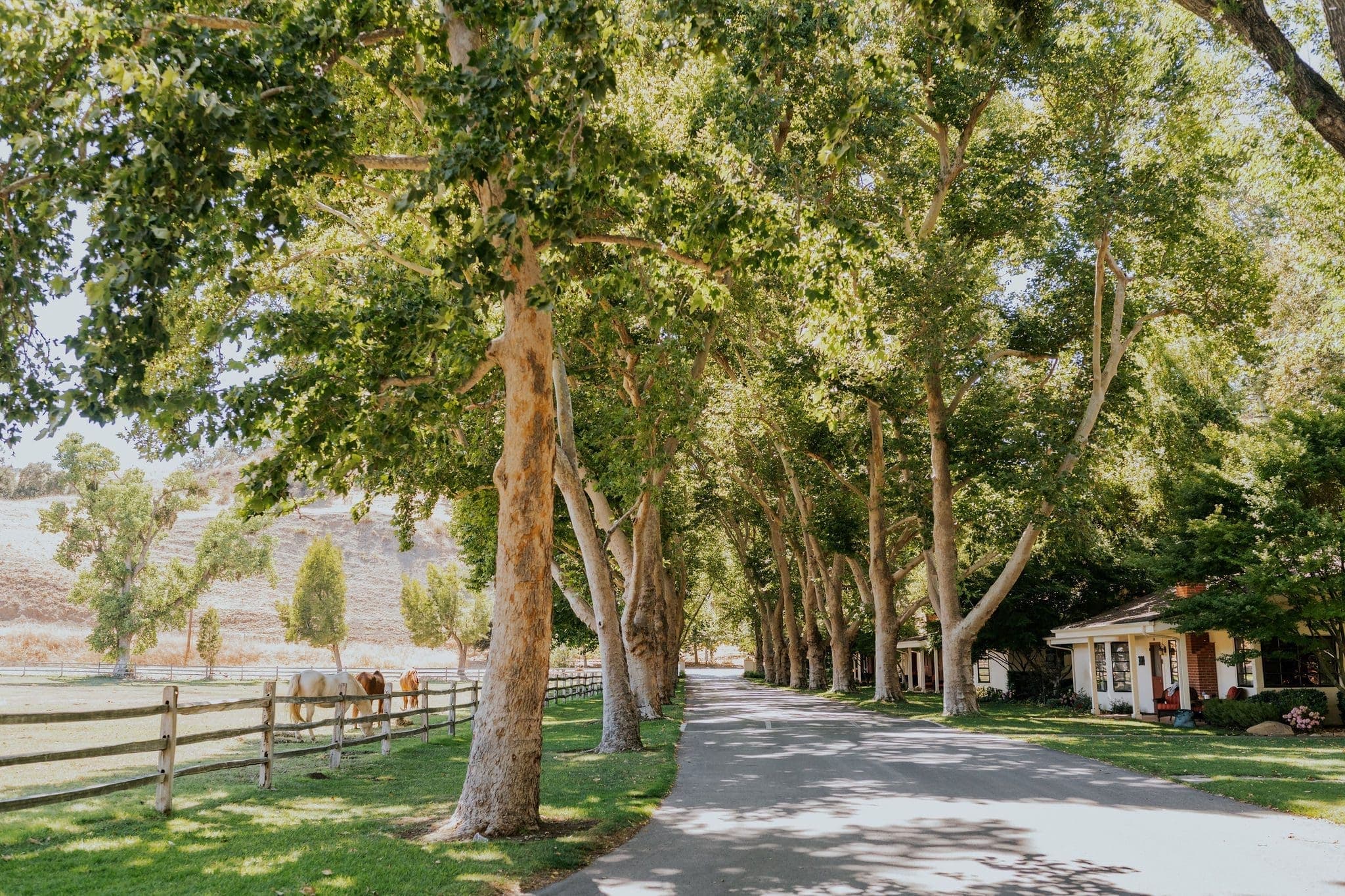 cement pathway between fenced horses and building