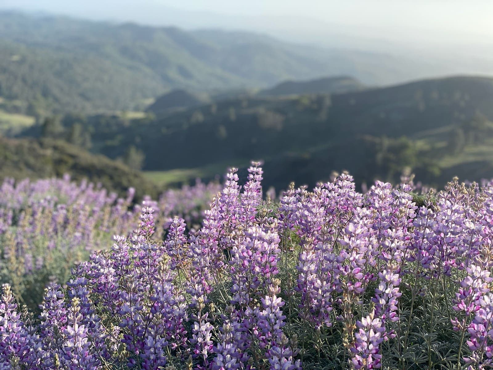 Spring at Alisal Ranch