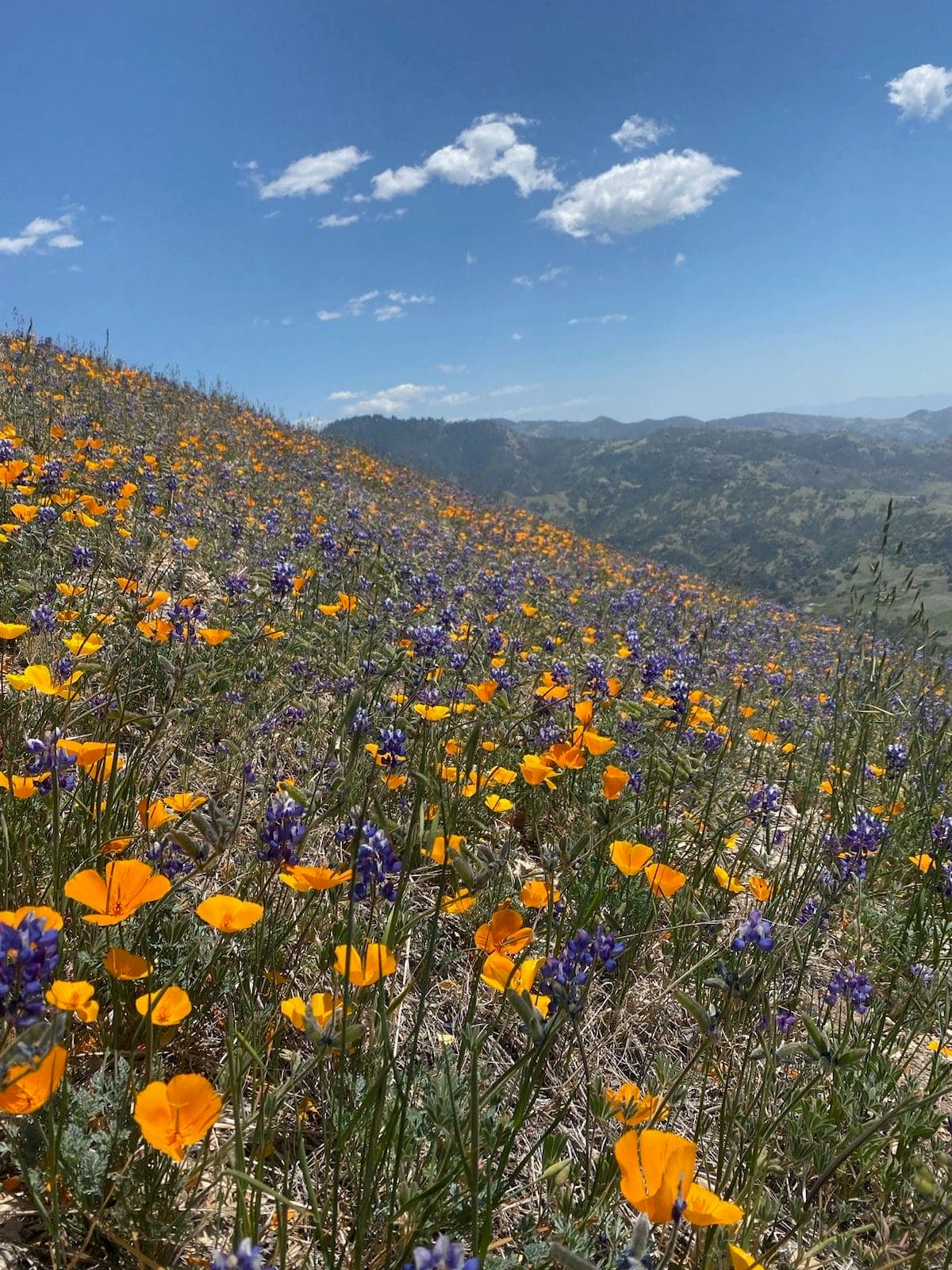 field filled with flowers