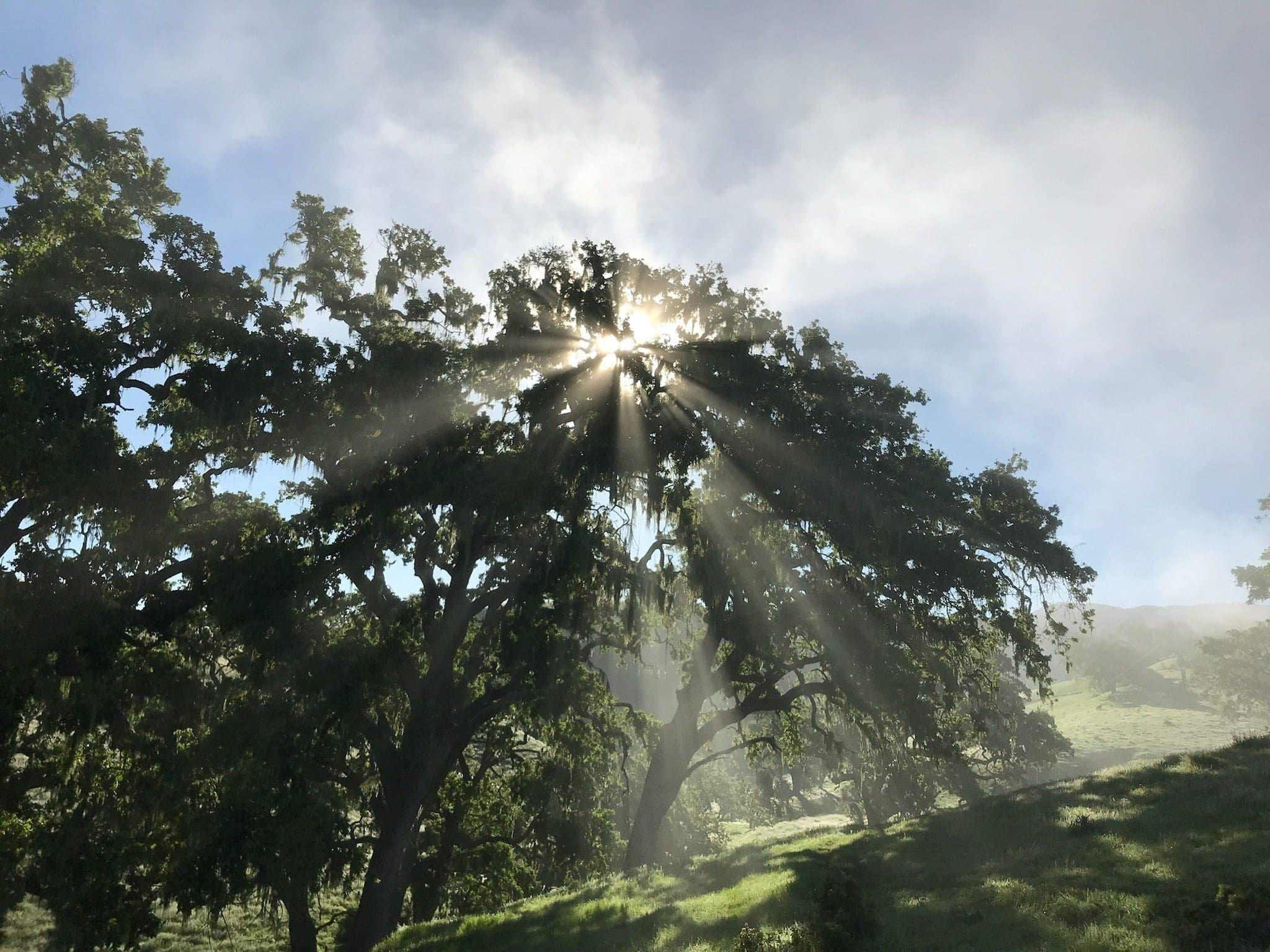 sun peaking through trees