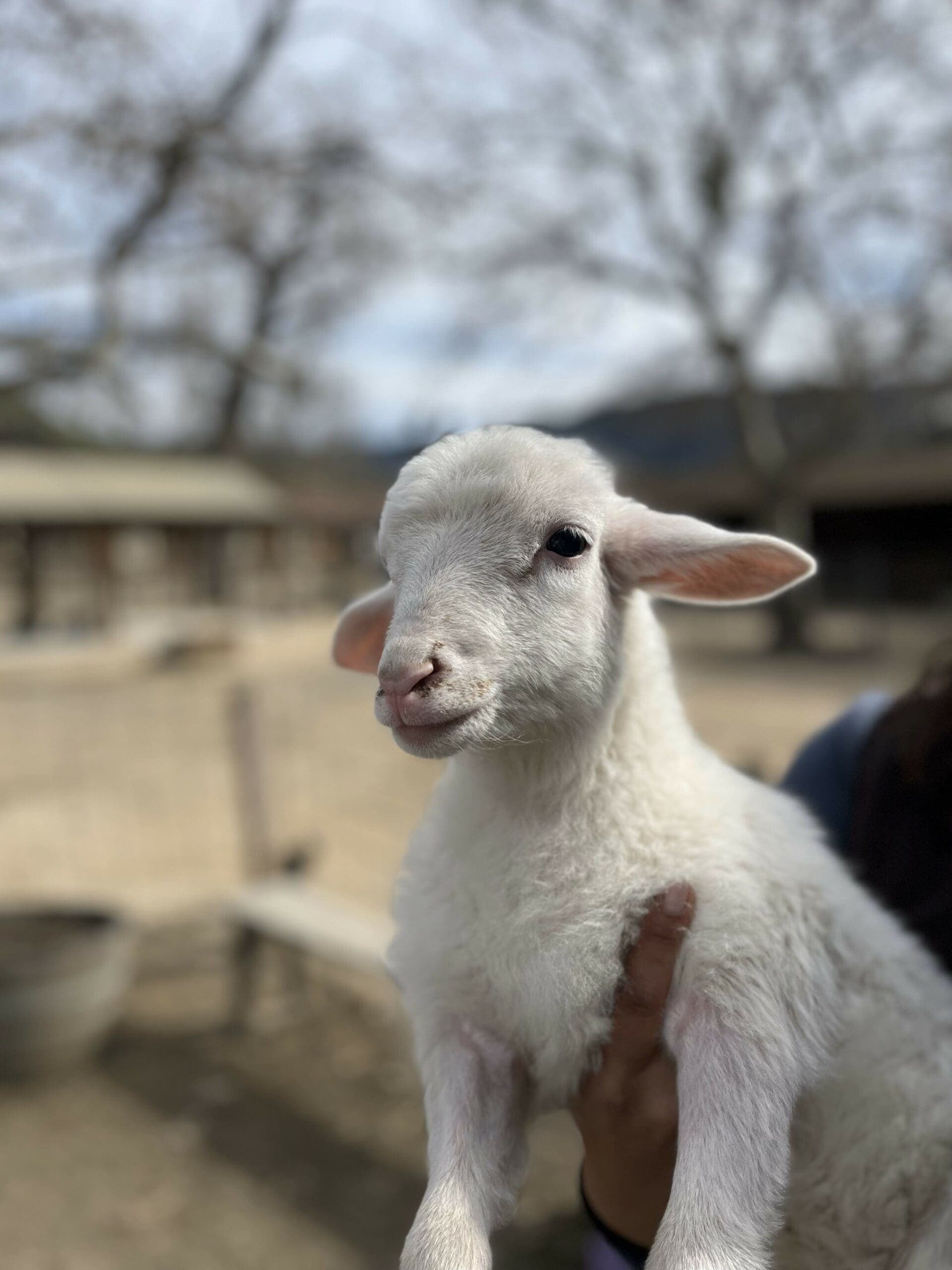 baby sheep