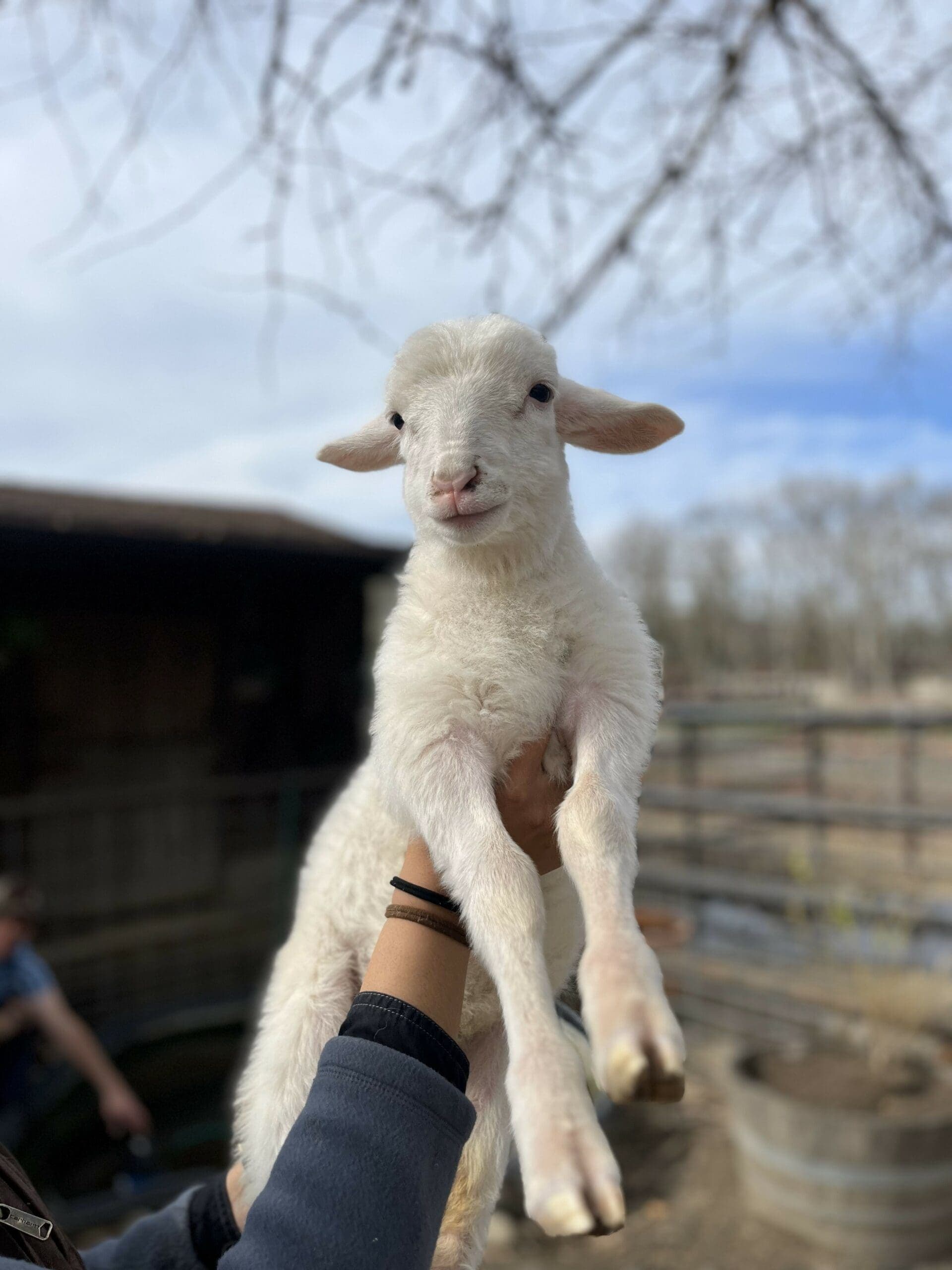 baby sheep