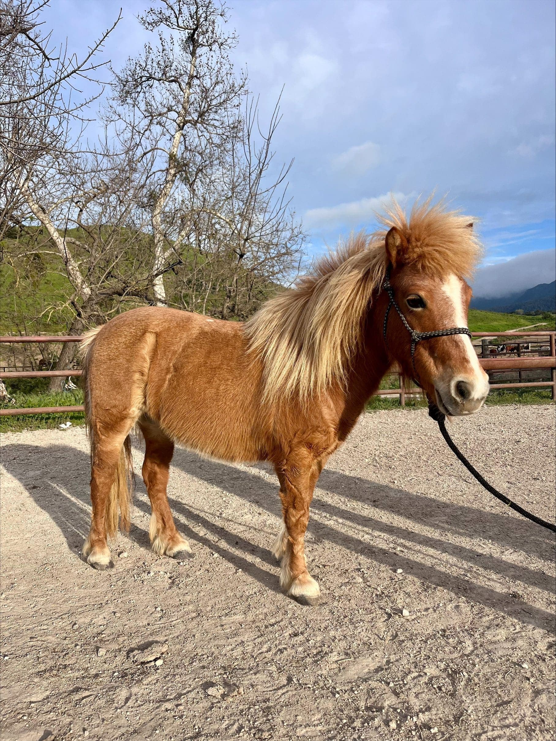 side view of a horse standing on a dirt area