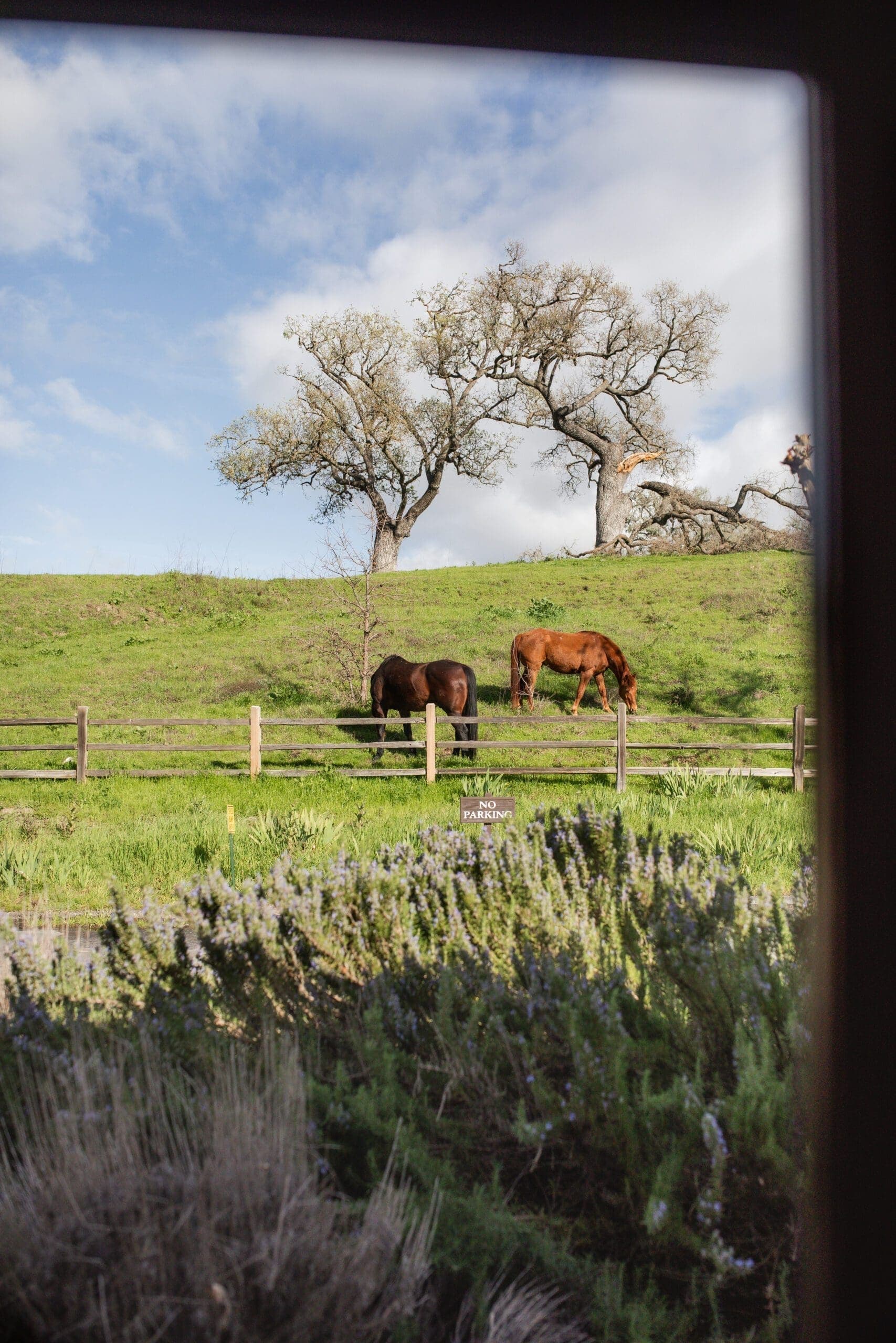 two horses grazing on the grass