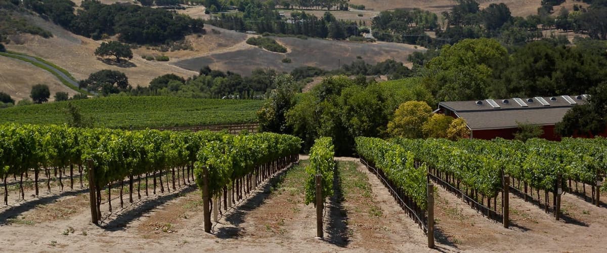outdoor winery fields