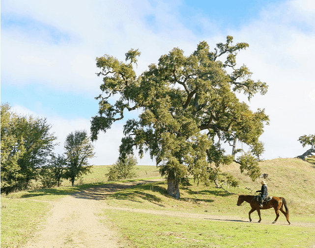 person riding a horse