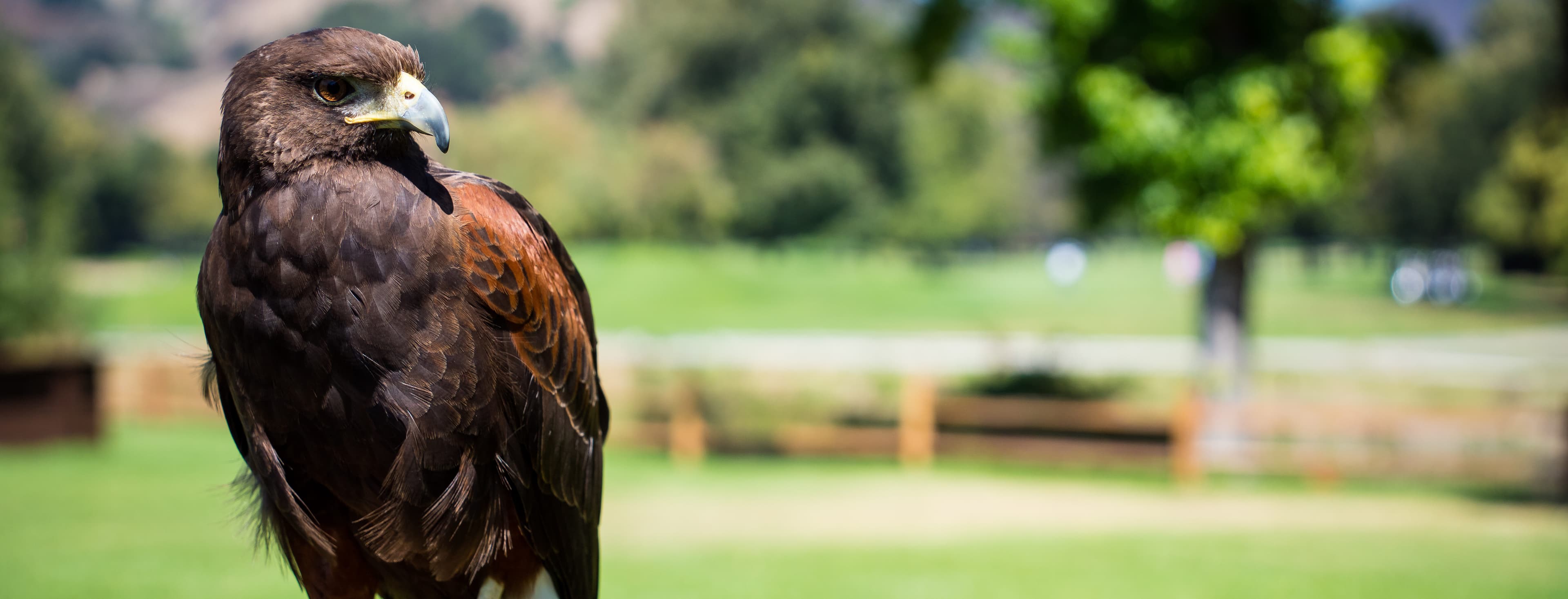 Falconry Alisal Ranch