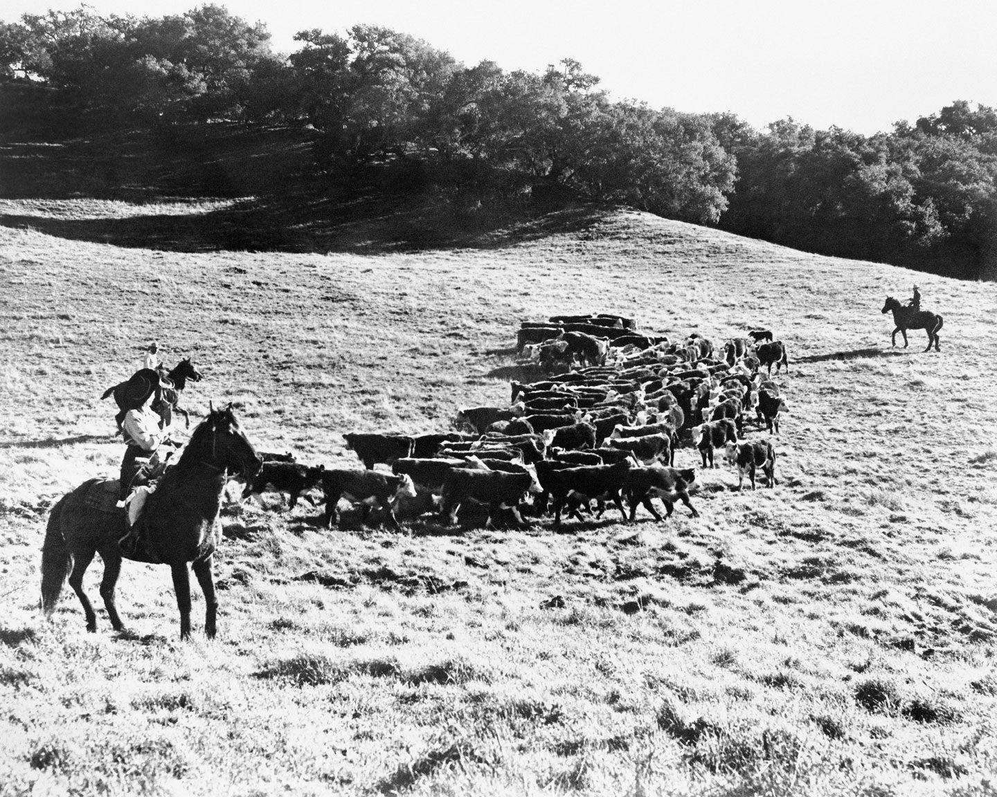historical photo of cowboys on horses gathering cattle