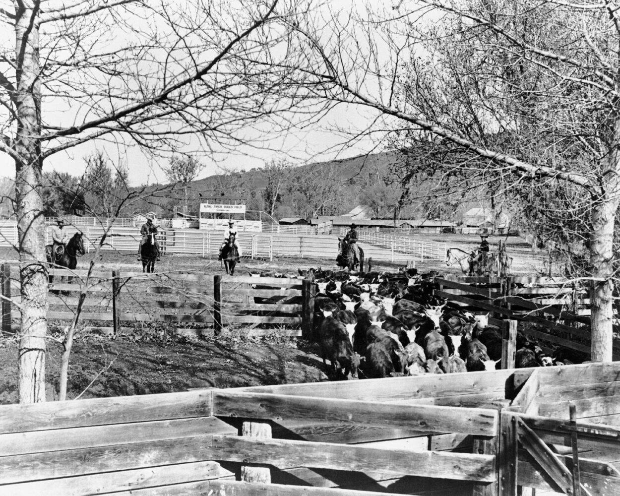 historical photo of cattle going into a fenced area with cowboys on horses