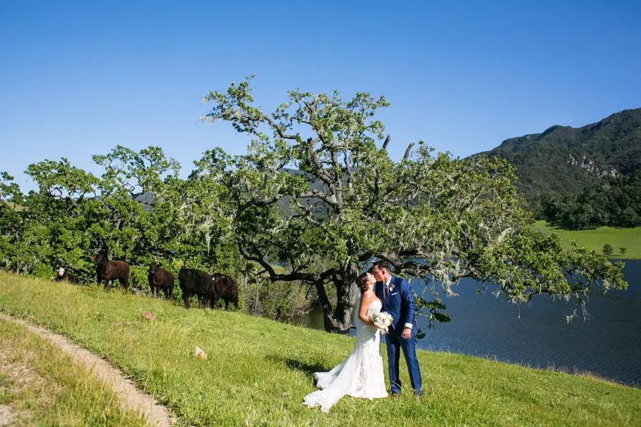 Couple kissing next to river and cows at Alisal Ranch