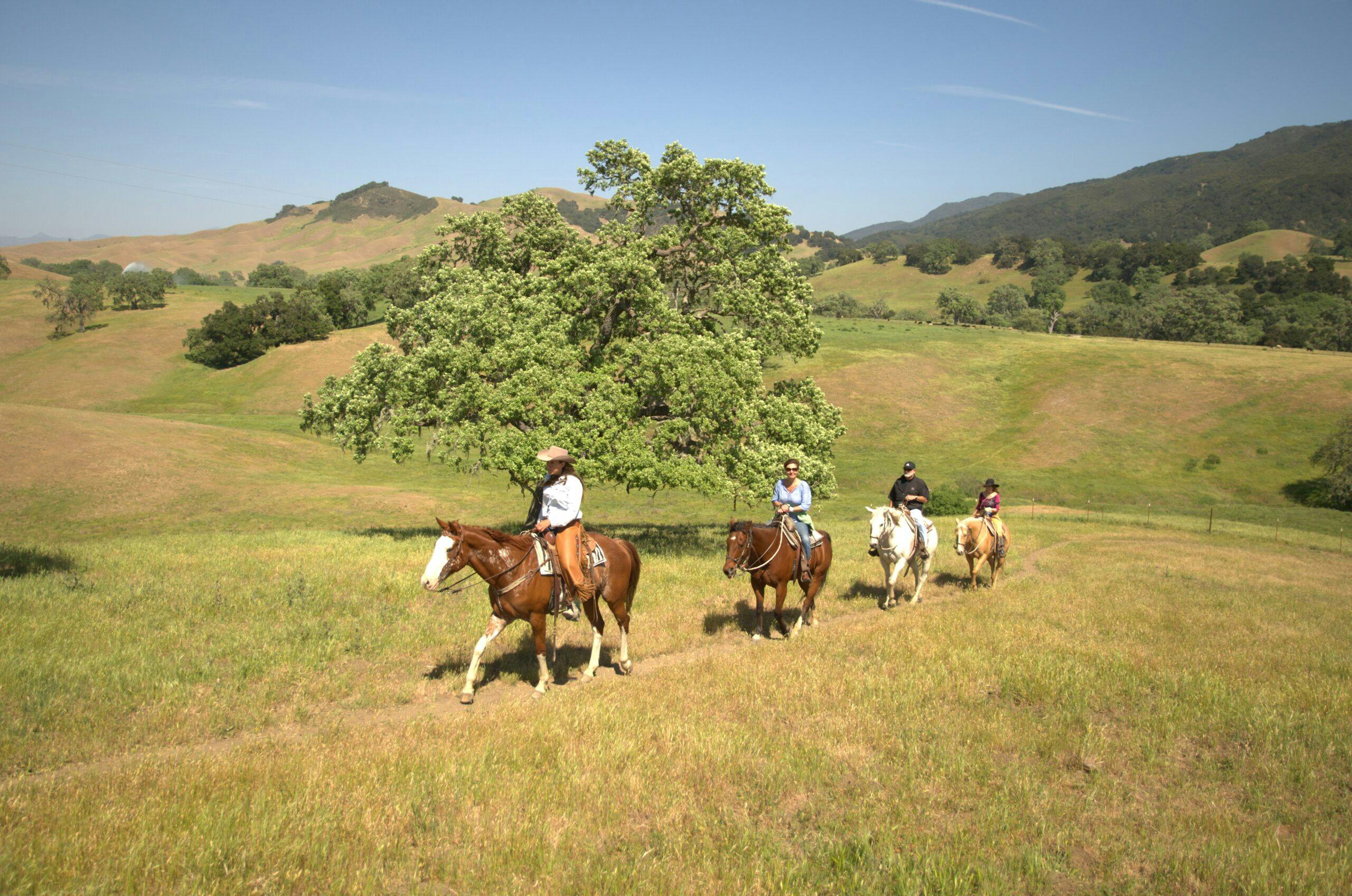 group of people riding horses on the grassy terrain