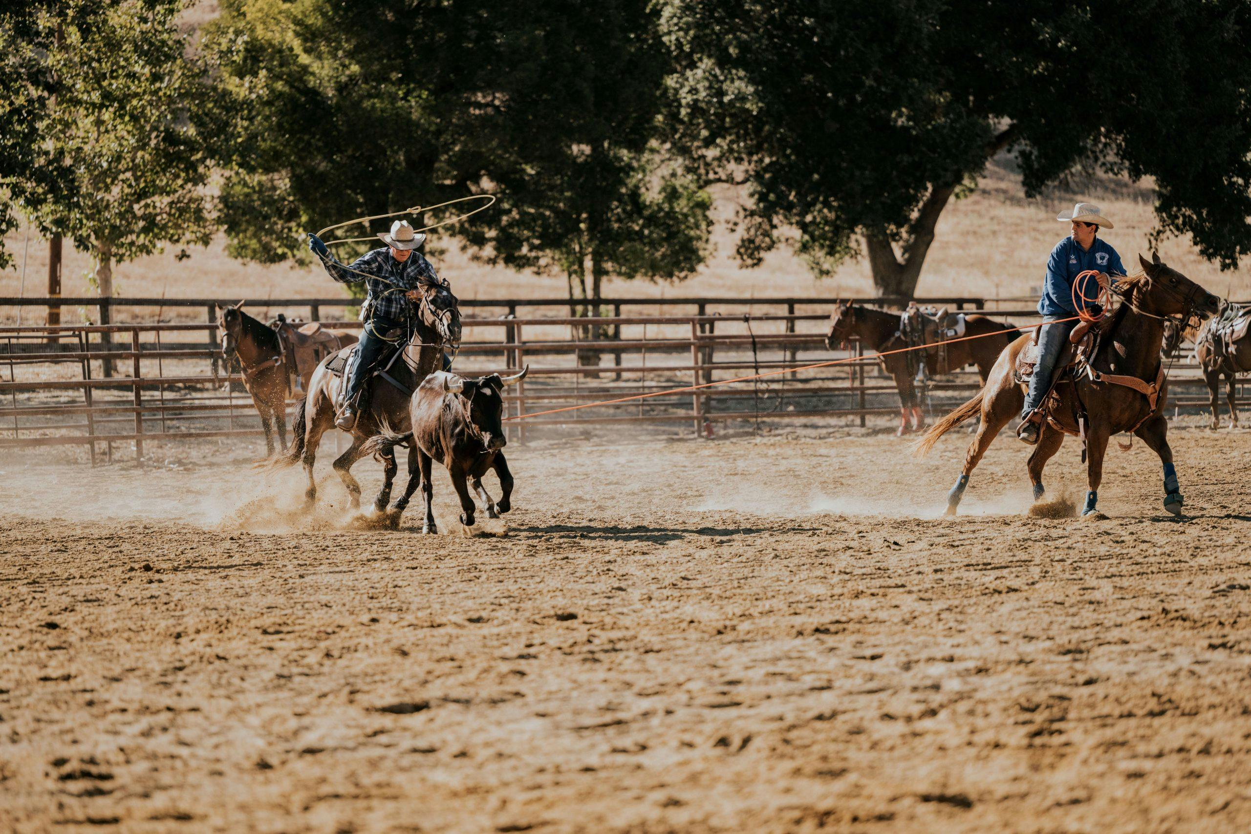 two people riding horses trying to rope a steer