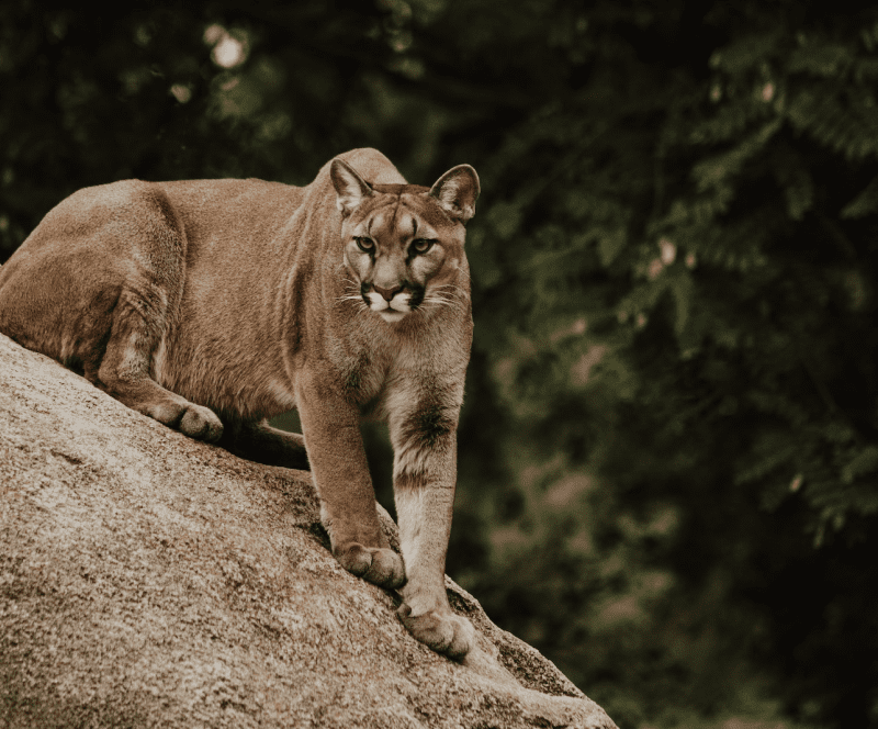mountain lion on hill