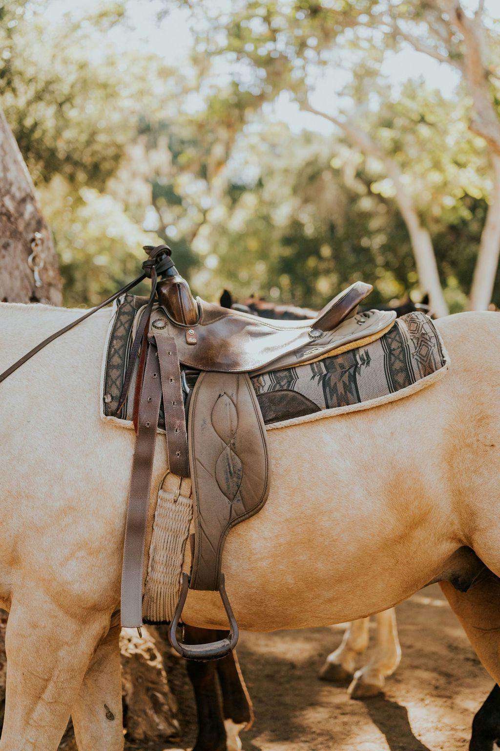 saddle on a horses back