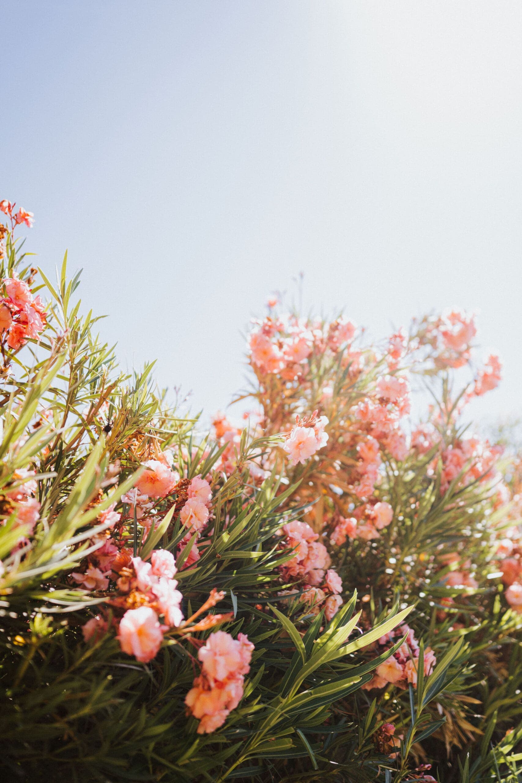 Spring flowers at Alisal Ranch