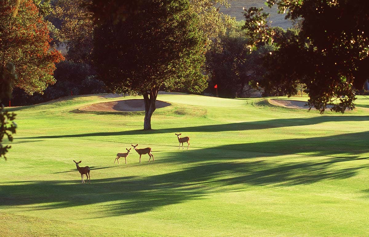 deer standing on the golf course