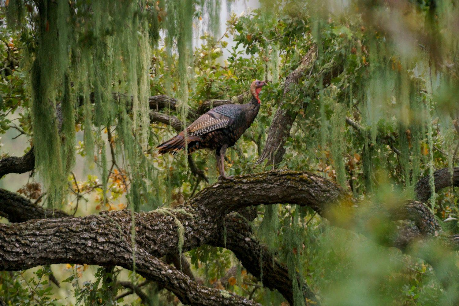 turkey standing on a tree branch