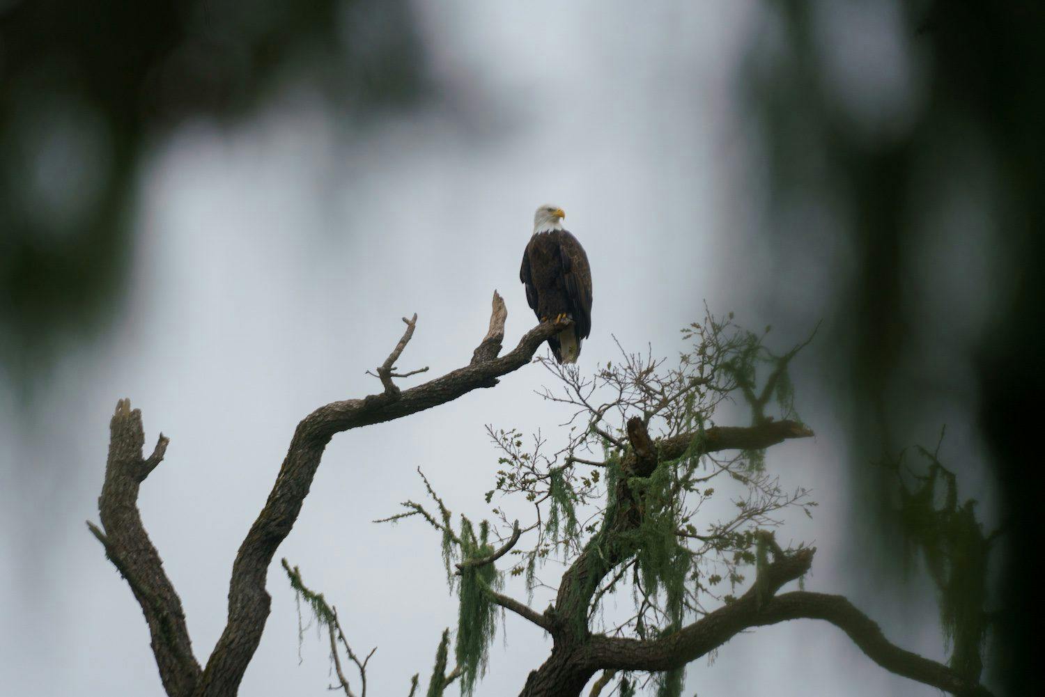 eagle resting on a branch