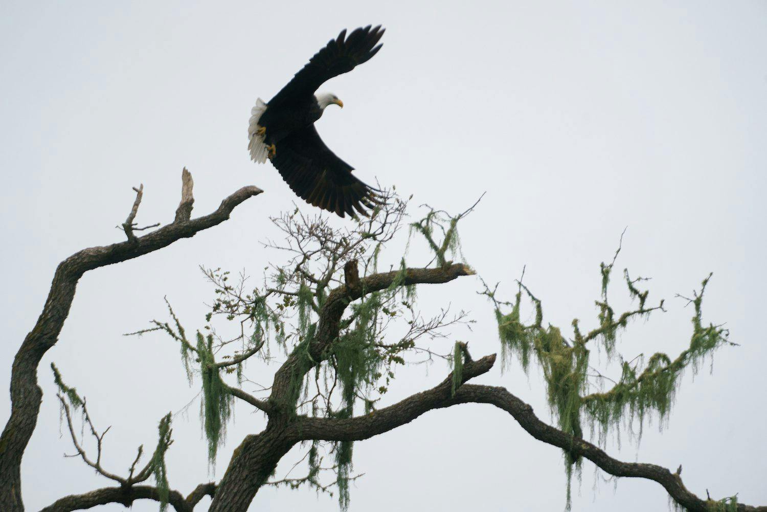 eagle getting ready to land on a branch