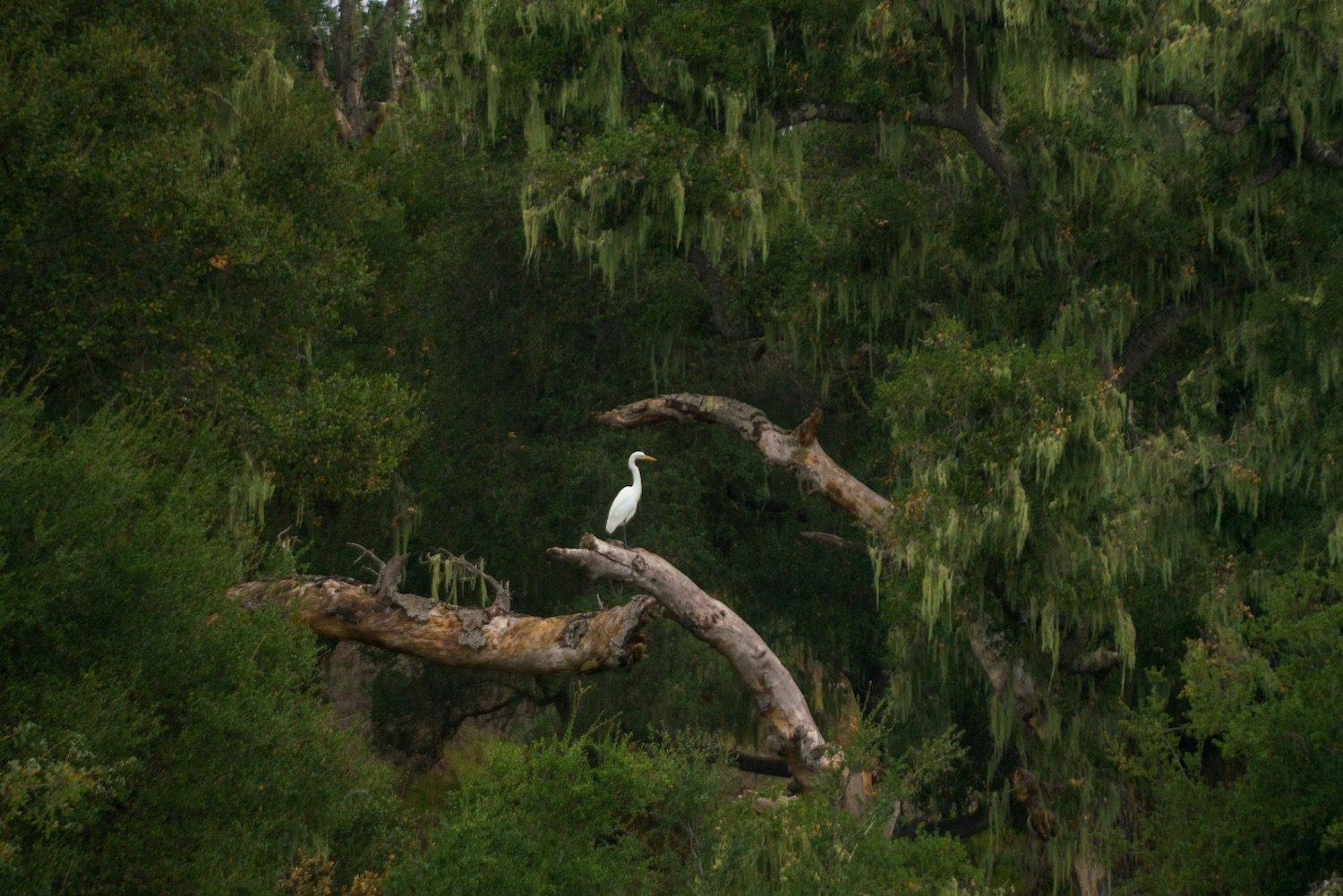 white heron standing on a large branch
