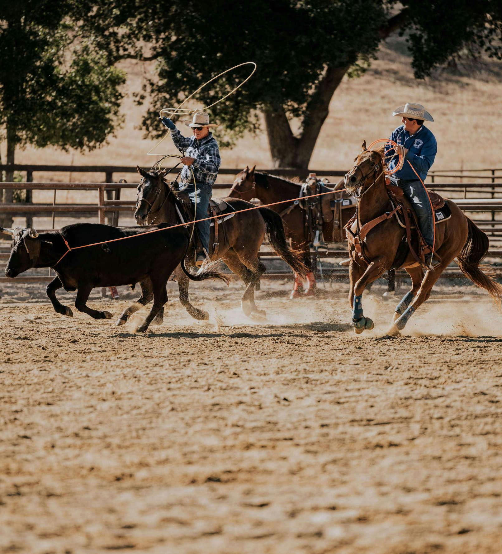 cowboys trying to rope a steer