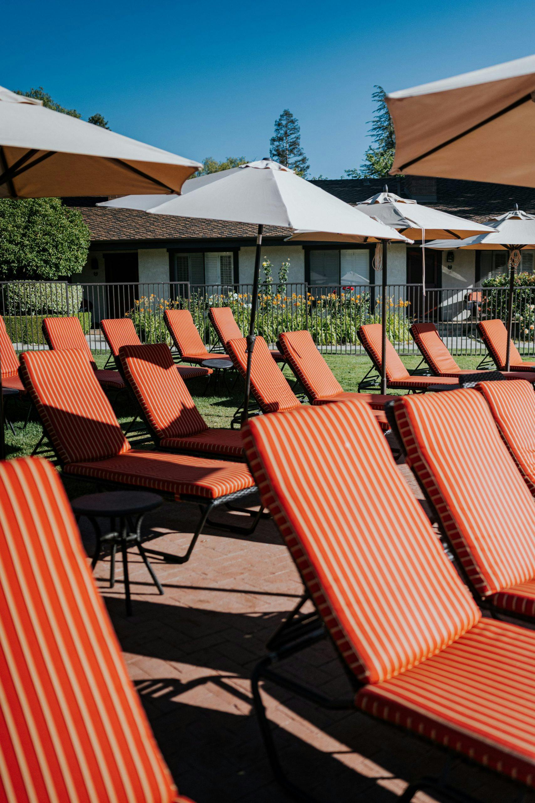 rows of lounge chairs with umbrellas